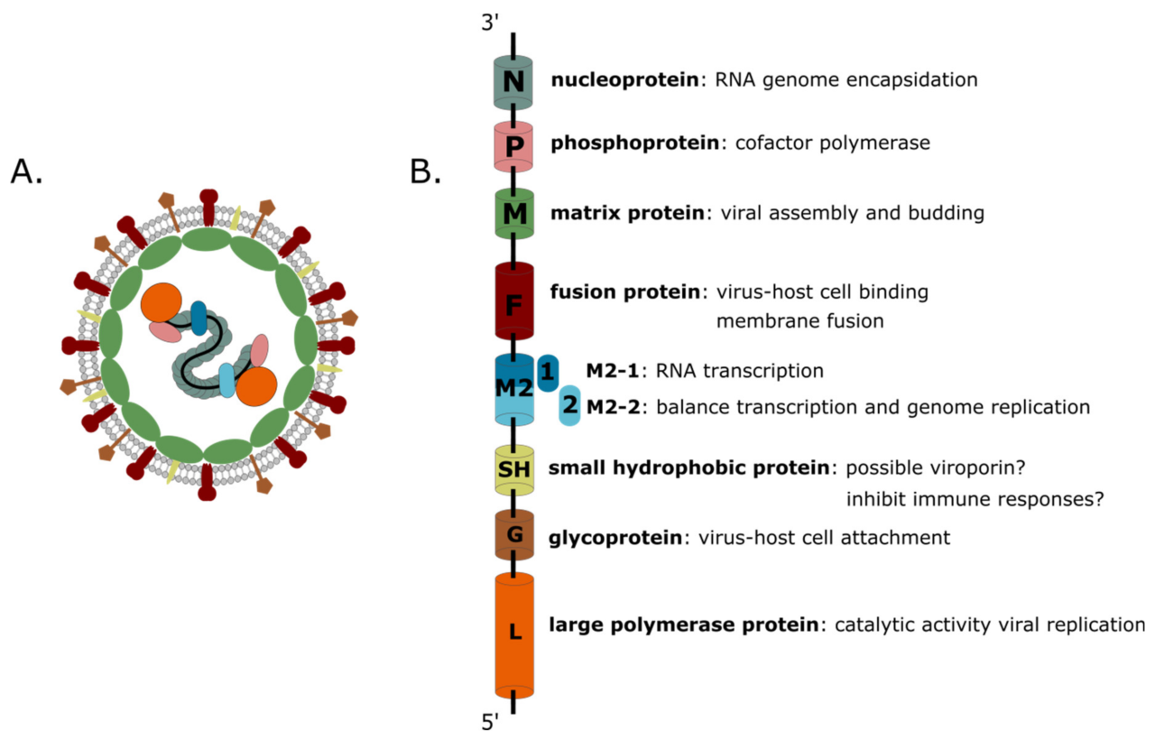 Metapneumovirus b2 hmpv cov sars rna polymerase rdrp lysate dependent active pozitivnih koronavirus fbih thenativeantigencompany